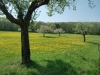Apfelblüte im Nördlinger Ries
