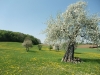 Apfelblüte im Nördlinger Ries
