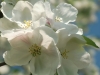 Prachtvolle Blüten