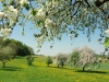Im Blütenregen: Apfelbäume in Blüte ringsum