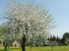 Im Blütenregen: Apfelbäume in Blüte ringsum