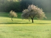 Apfelblüte - traumhaft