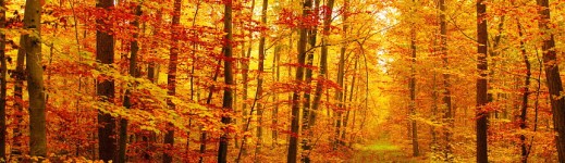 Foto - Herbsttag
